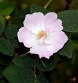 Downy Rose - Rosa pseudoscabriuscula (R. Keller) Henker & G. Schulze