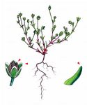 Strand-Mastkraut - Sagina maritima Don 