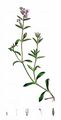 Französisches Leimkraut - Silene gallica L.