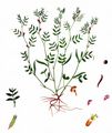 Spring Vetch - Vicia lathyroides L.