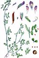 Spring Vetch - Vicia lathyroides L.