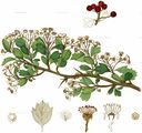 Crataegus monogyna aus Willkomm (1881)