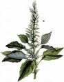 Green Amaranth - Amaranthus hybridus L.
