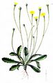 Lämmersalat - Arnoseris minima (L.) Schweigg. & Körte