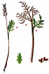 Ästige Mondraute - Botrychium matricariifolium W. D. J. Koch 