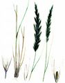 Wolliges Reitgras - Calamagrostis villosa (Chaix) J. F. Gmel.