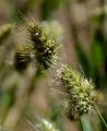 Rough Dog's-Tail - Cynosurus echinatus L.