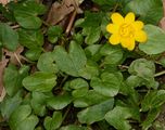 Lesser Celandine - Ficaria verna Huds.