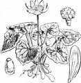 Lesser Celandine - Ficaria verna Huds.