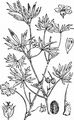 Schlitzblättriger Storchschnabel - Geranium dissectum L.