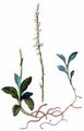 Kriechendes Netzblatt - Goodyera repens (L.) R. Br.