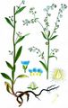 Nodding Stickseed - Hackelia deflexa (Wahlenb.) Opiz