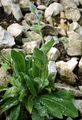 Wollköpfiges Habichtskraut - Hieracium pilosum Froel.