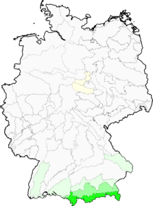 Poa alpina
