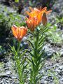 Acker-Feuerlilie - Lilium bulbiferum L.