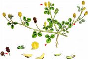 Black Medick - Medicago lupulina L.