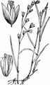 Einblütiges Perlgras - Melica uniflora Retz.