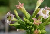 Tobacco - Nicotiana tabacum L.