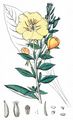 Evening Primrose - Oenothera biennis agg. 