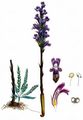 Blue Broomrape - Orobanche coerulescens Stephan