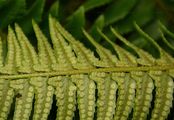 Lanzen-Schildfarn - Polystichum lonchitis (L.) Roth