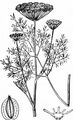 Cambridge Milk-Parsley - Selinum carvifolia (L.) L.