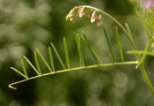 Fine-Leaved Vetch - Vicia tenuifolia Roth