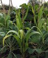 Mais - Zea mays L.