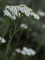 Hungarian Yarrow - Achillea pannonica Scheele