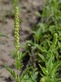 Perennial Ragweed - Ambrosia psilostachya DC.