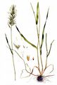 Wohlriechendes Ruchgras - Anthoxanthum odoratum L.