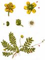 Silverweed - Argentina anserina (L.) Rydb.