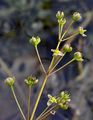 Parnassus-Leaved Water-Plantain - Caldesia parnassifolia (L.) Parl.
