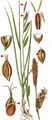 Green-Ribbed Sedge - Carex binervis Sm. 