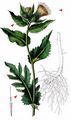 Cabbage Thistle - Cirsium oleraceum (L.) Scop.