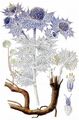 Sea-Holly - Eryngium maritimum L.