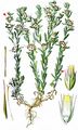 Red-Tipped Cudweed - Filago lutescens Jord.