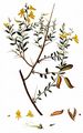 Petty Whin - Genista anglica L.