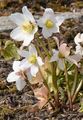 Black Hellebore - Helleborus niger L.
