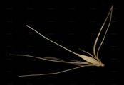 Foxtail Barley - Hordeum jubatum L.