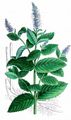 Horse Mint - Mentha longifolia (L.) L.
