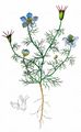 Nigella - Nigella arvensis L.