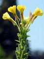 Evening Primrose - Oenothera biennis agg. 