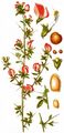 Spiny Restharrow - Ononis spinosa L.