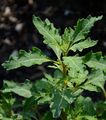 Oak-Leaved Goosefoot - Oxybasis glauca (L.) S. Fuentes & al.