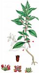 Mauer-Glaskraut - Parietaria judaica L. 