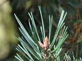 Scots Pine - Pinus sylvestris L.