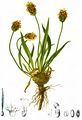 Berg-Wegerich - Plantago atrata Hoppe