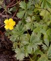 Spring Cinquefoil - Potentilla tabernaemontani Asch.