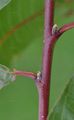 Peach - Prunus persica (L.) Batsch